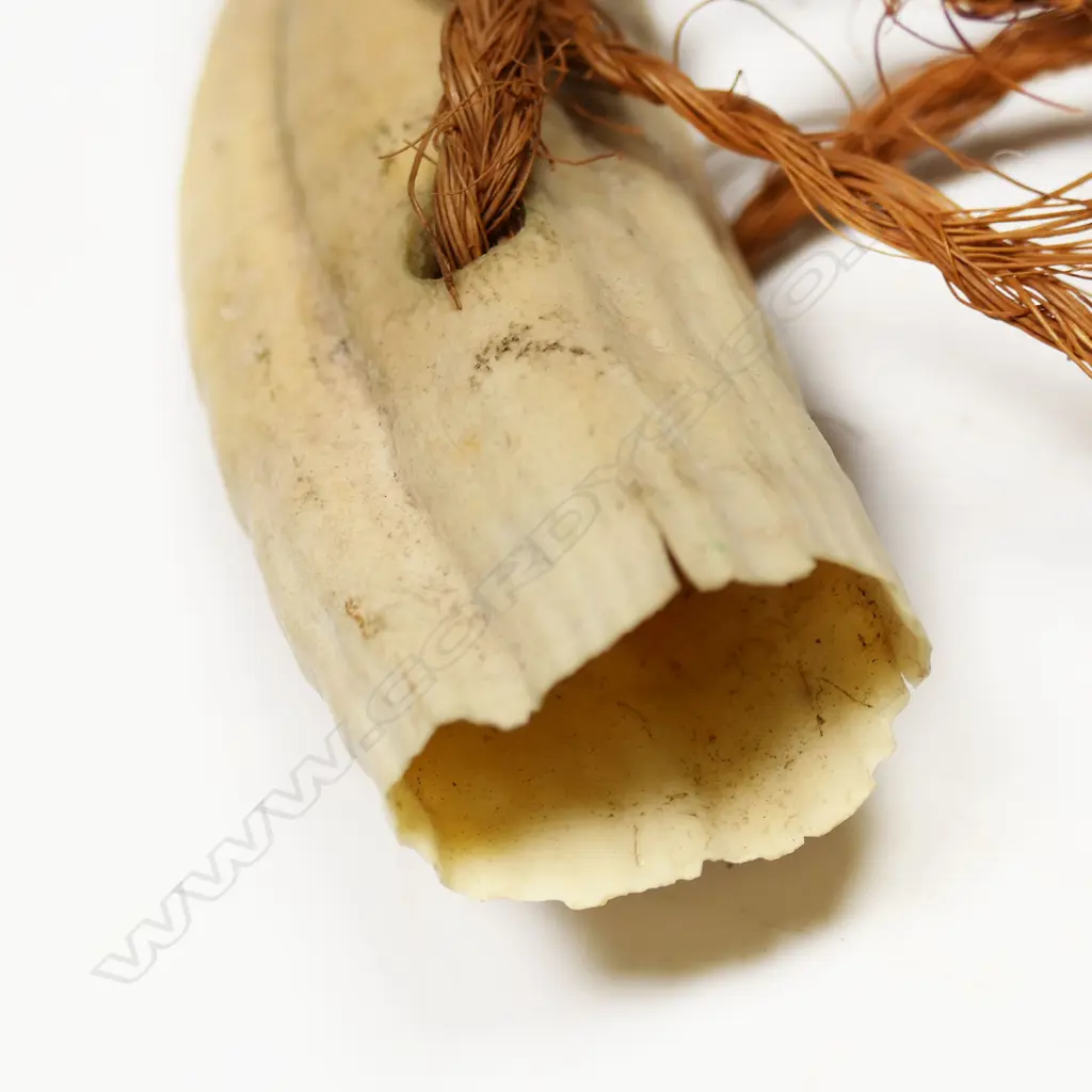 An old whale's tooth, Image 1++